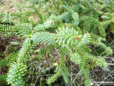 Daroca Salvaje_Gallocanta-Pinsapar de Orcajo; sendero rio borosa sinonimo de montaña valles de los p